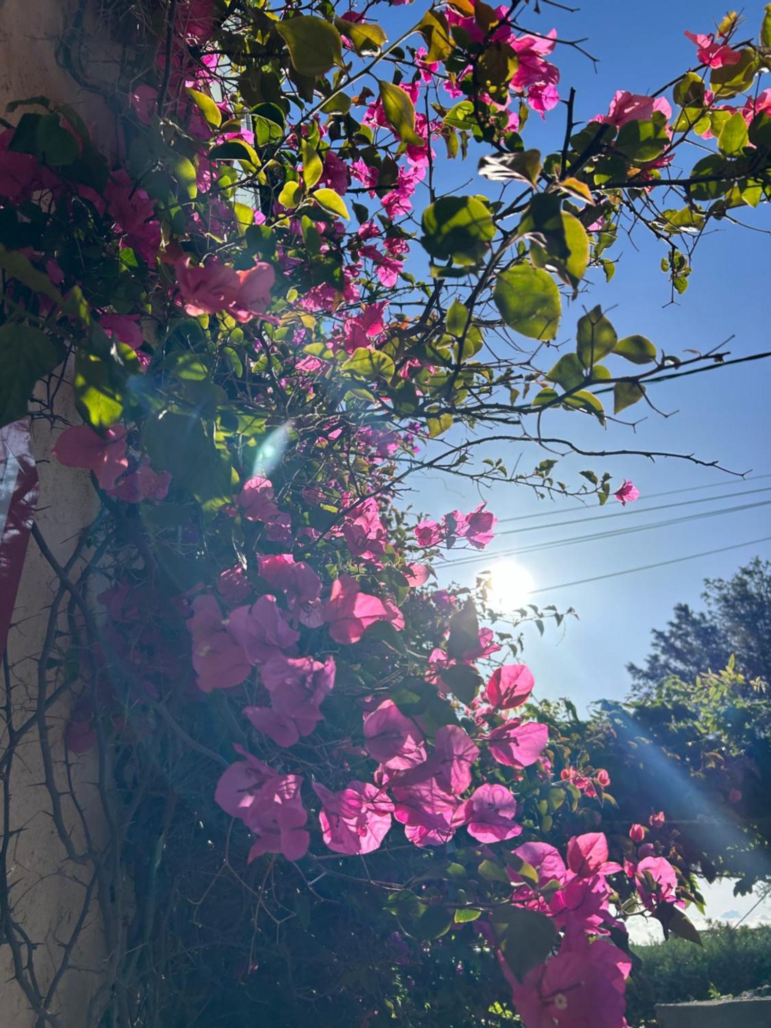 Hotel Auberge Provencale Saint-Raphaël Екстериор снимка